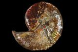 Iridescent, Fossil Ammonite (Hoploscaphites) - South Dakota #117206-1